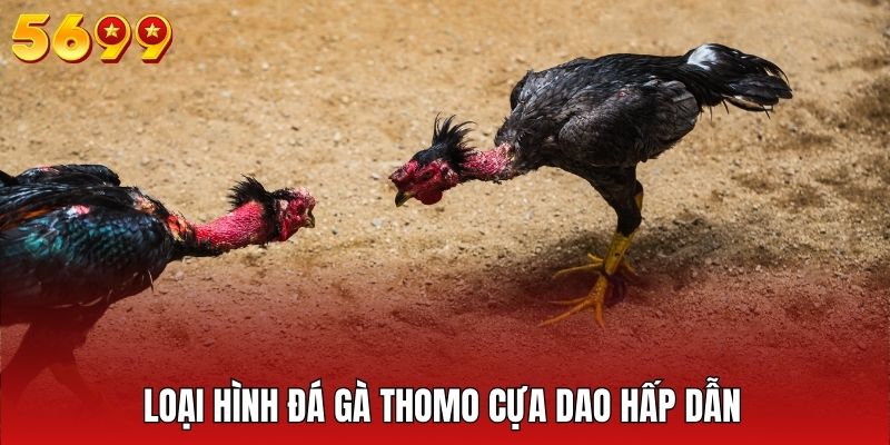 Đá gà Thomo cựa dao - Hình thức tổ chức trận đấu phổ biến hiện nay